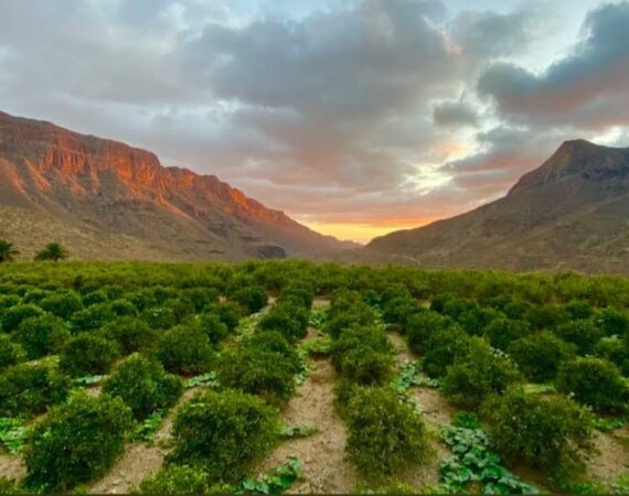 WhatsApp Image 2026-02-19 at 12.54.14 (2)